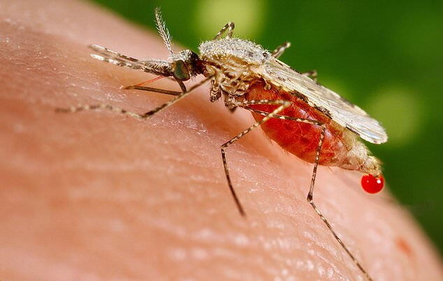 علائم، پیشگیری، تشخیص و درمان مالاریا